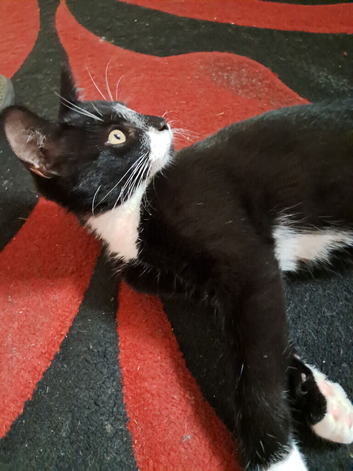 Kitten  for sale