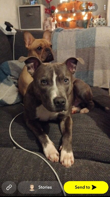 17 month old male blue brindle staffy