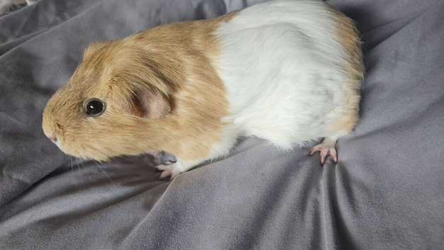 I have 3 female guinea pigs looking for a loving home