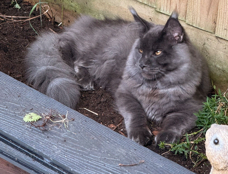 Maine Coon Kittens for sale