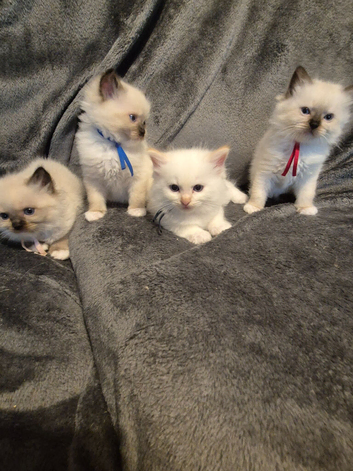 Beautiful ragdoll kittens