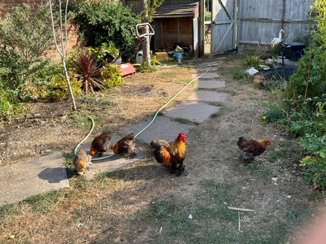 Gold partridge cockerels for free