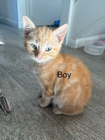 2 beautiful kittens