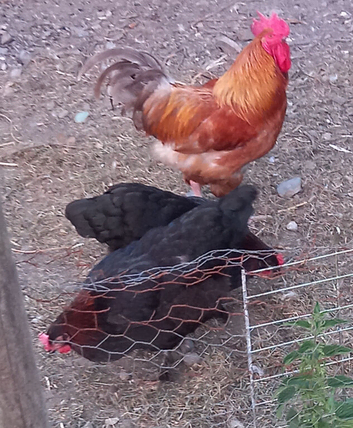 Pair of unrelated French marans