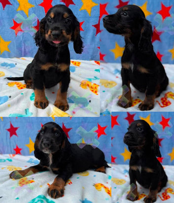 Kc Black and Tan boys only 17 dna health tested clear