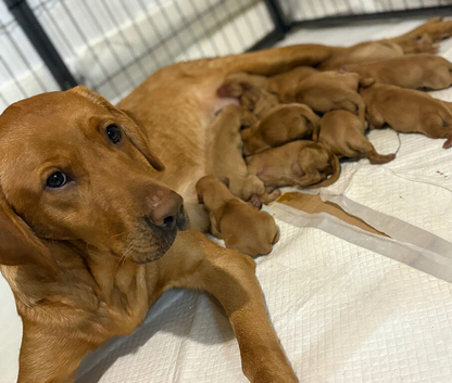 Fox Red Labradors