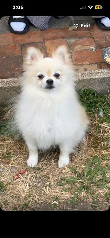 Pomeranian