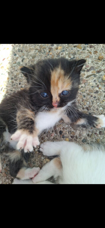 Kittens