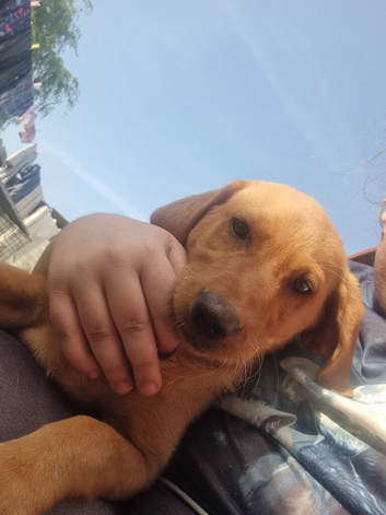 1 KC registered labrador bitch remaining
