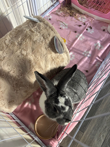 male bunny