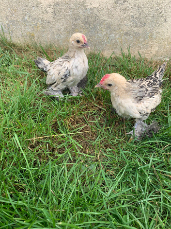 Lemon millefleur chicks for sale