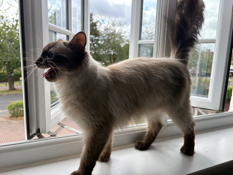 Beautiful Clingy Ragdoll