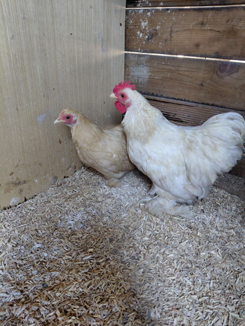 2 pair of lemon cukoo pekins
