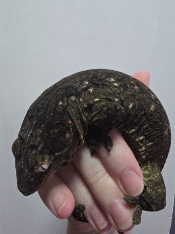 Pure bayonnaise leachianus gecko