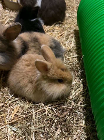 Lion lop