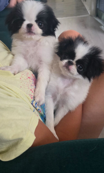 Beautiful Japanese Chin puppies