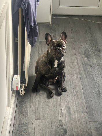 4 year old french bulldog