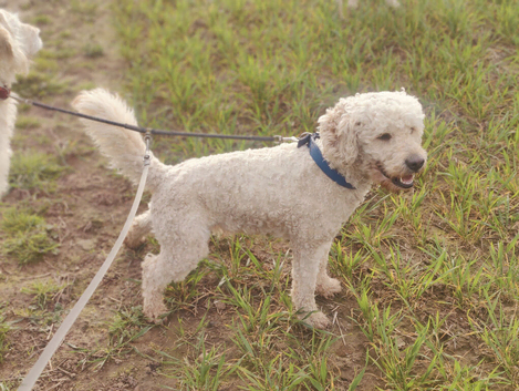 Beautiful mutigeneration Labradoodle