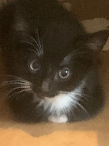 Kittens ready for there new home