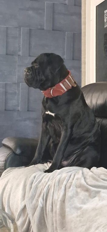 Cane corso for stud