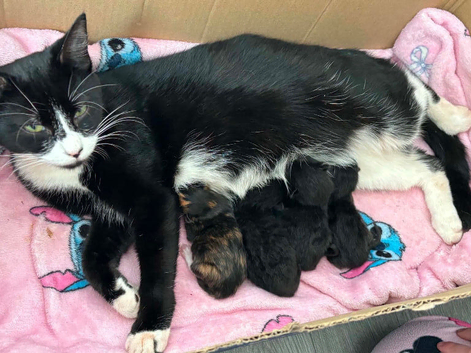 4 kittens ready to be homes 5th SEPTEMBER