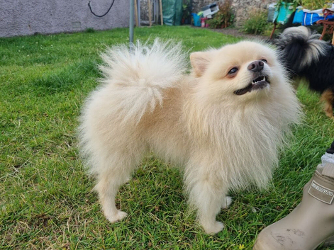 Clear health Pomeranian Stud
