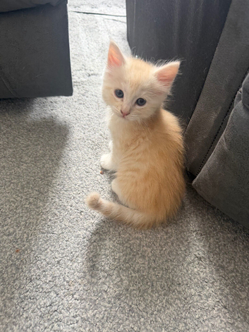 2 Gorgeous Maincoon x Ragdoll "Ragcoon" Kittens Ready for Their Forever Homes!