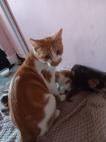 Female kitten