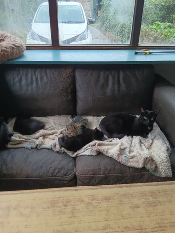 4 kittens ready for there forever good home