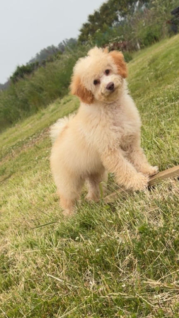 F1B cavapoo puppies FULLY VACCINATED