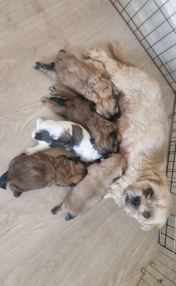 Shih Tzu Puppies Tiny Treasures Full of Love and Charm.