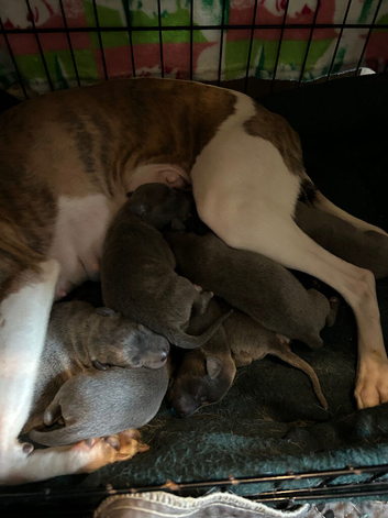 Blue & Brindle Whippet Pups
