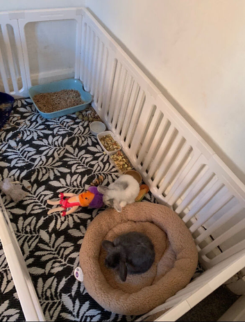2 female rabbits