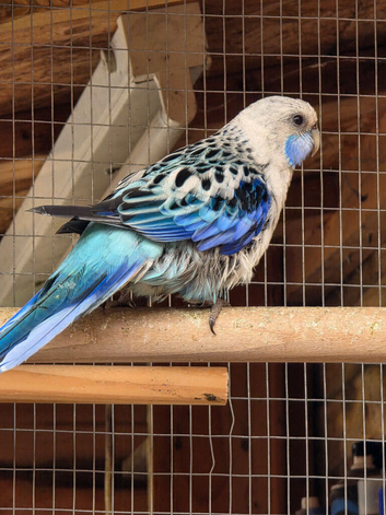 Rosella parakeet