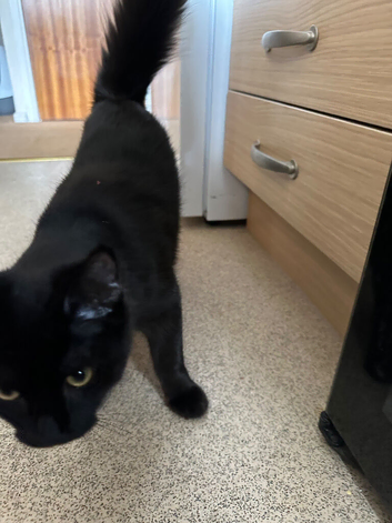 Lovely kitten needs new home