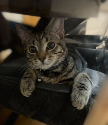 Kitten half Tabby half Bengal