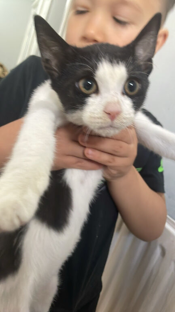 Beautiful 3-Month-Old Boy Kitten