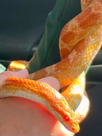 3 year old cone snake girl with setup