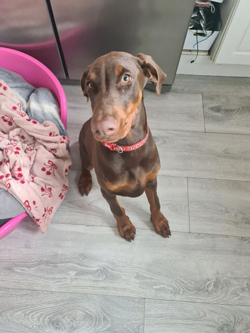 Doberman female