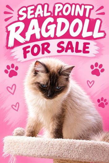 BEAUTIFUL RAGDOLL FEMALE FOR SALE
