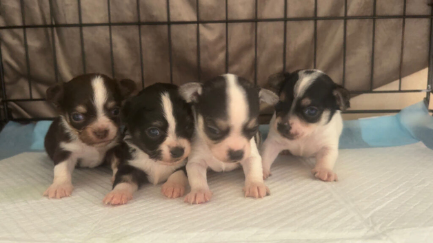 happy healthy litter of chihuahua puppies