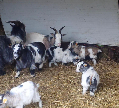 Pygmy goats kids Available