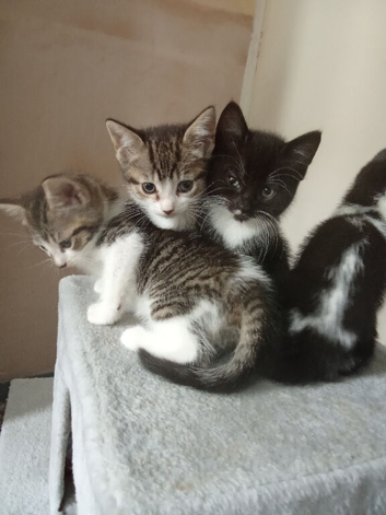Beautiful kittens looking for their forever homes