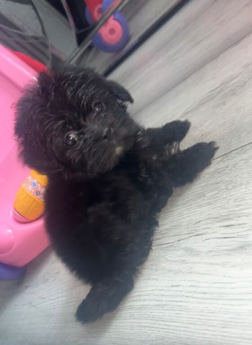 Lhasa apso puppies for sale