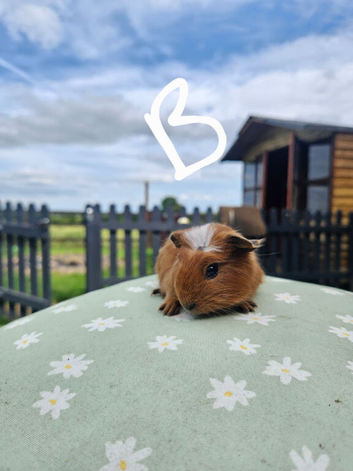 Baby guinea pigs
