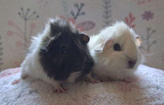 Beautiful Baby Boars