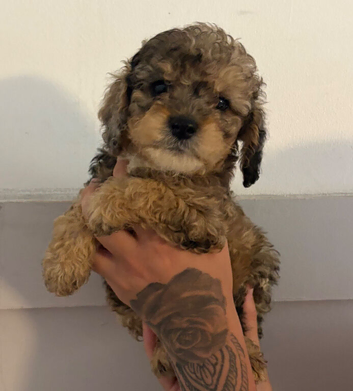 Cockapoo puppies