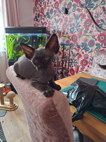 Stunning Sphynks kittens, Ready Now