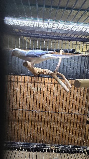 Proven Violet Cleartail Ringneck male