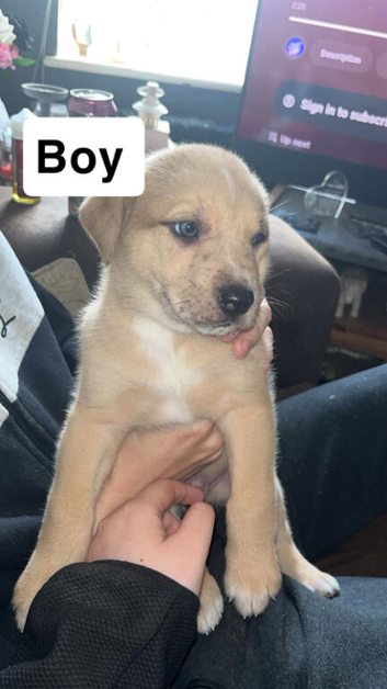 Pups for sale